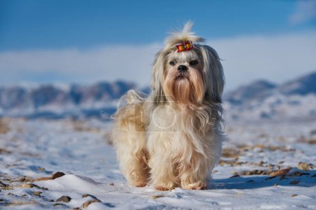 Foto de Shih tzu perro de pie en las montañas de fondo en invierno - Imagen libre de derechos