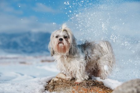Foto de Shih tzu perro de pie en las montañas y fondo de nieve en invierno - Imagen libre de derechos
