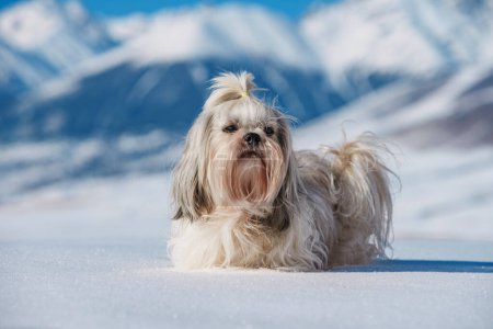 Téléchargez les photos : Chien Shih tzu debout dans la neige sur fond de montagnes en hiver - en image libre de droit