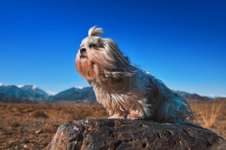 Foto de Shih tzu perro con sentado en piedra en las montañas de fondo - Imagen libre de derechos