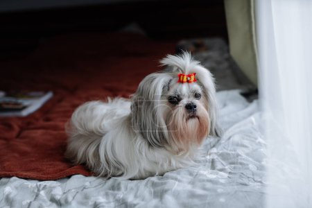 Foto de Shih tzu perro con arco acostado en la cama - Imagen libre de derechos