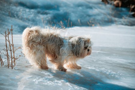 Foto de Shih tzu perro de pie en el hielo tratando de no resbalar - Imagen libre de derechos