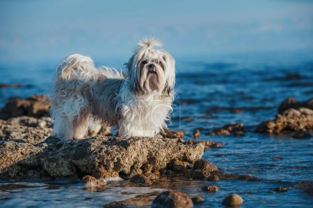 Foto de Shih tzu perro de pie sobre piedra en el borde del lago - Imagen libre de derechos