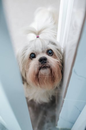 Téléchargez les photos : Shih tzu chien coup d'oeil par la porte ouverte - en image libre de droit