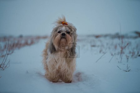 Foto de Shih tzu perro en invierno con nieve - Imagen libre de derechos