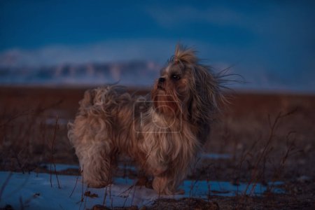 Photo for Shih tzu dog on mountains background at twilight - Royalty Free Image