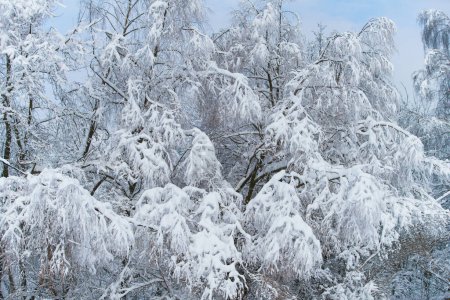 Téléchargez les photos : Arbres couverts de neige en hiver - en image libre de droit