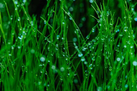 Téléchargez les photos : Herbe verte humide vue rapprochée - en image libre de droit