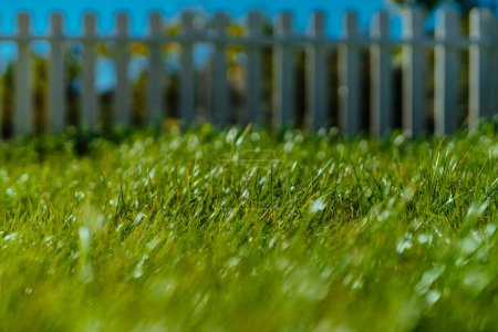 Téléchargez les photos : Pelouse verte dans le jardin - en image libre de droit