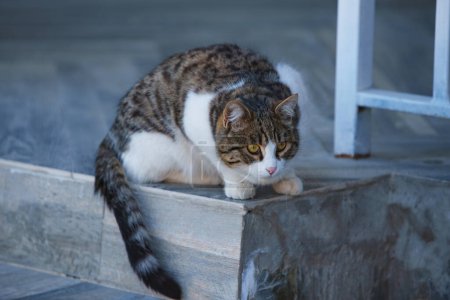 Foto de Gato se sienta en el porche de la casa - Imagen libre de derechos