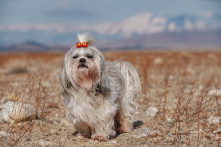 Foto de Shih tzu perro en las montañas fondo - Imagen libre de derechos