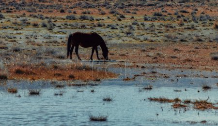 Foto de Caballo pastando en un prado con agua - Imagen libre de derechos