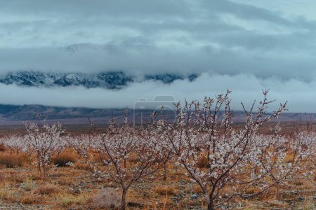Téléchargez les photos : Paysage printanier avec abricots sur fond de montagnes, Kirghizistan - en image libre de droit