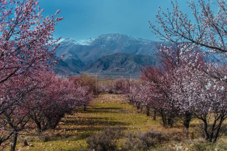 Photo for Spring landscape with apricot trees on mountains background, Kyrgyzstan - Royalty Free Image