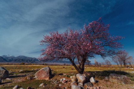 Téléchargez les photos : Paysage printanier avec abricot vue grand angle, Kirghizistan - en image libre de droit