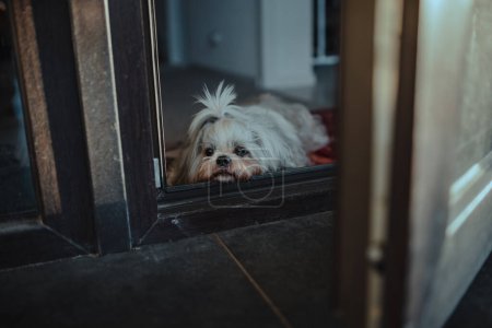 Foto de Shih tzu perro se encuentra en el umbral y esperando a su dueño - Imagen libre de derechos