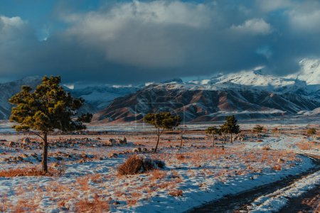 Foto de Hermosas montañas paisaje de invierno con pinos, Kirguistán - Imagen libre de derechos