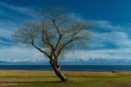 Photo for Spring landscape with tree and lake, Kyrgyzstan, Issyk-Kul lake - Royalty Free Image