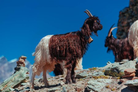 Valais Blackneck goat at high Alps mountains