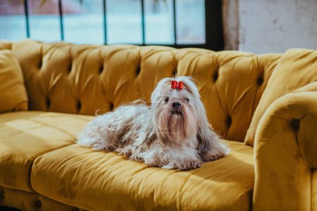 Foto de Shih tzu perro sentado en el sofá en un interior de lujo - Imagen libre de derechos