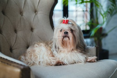 Photo for Shih tzu dog sitting in armchair in luxurious interior - Royalty Free Image