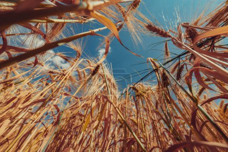 Téléchargez les photos : Champ de blé, vue grand angle depuis le sol - en image libre de droit