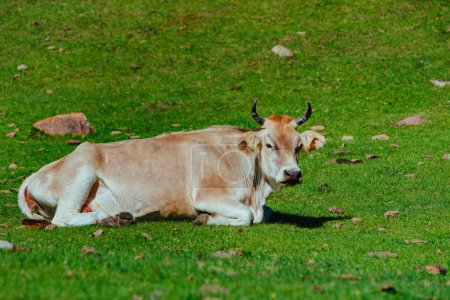 Photo for Cow resting on high mountain meadow - Royalty Free Image