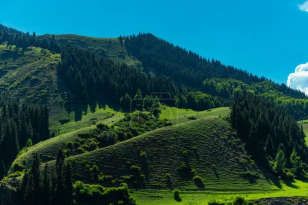 Téléchargez les photos : Paysage montagneux pittoresque avec collines verdoyantes et sapins - en image libre de droit