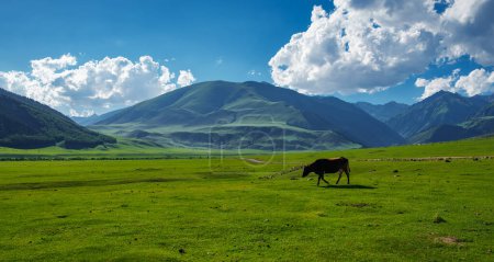 Photo for Picturesque mountain landscape with cow grazing on a green meadow - Royalty Free Image