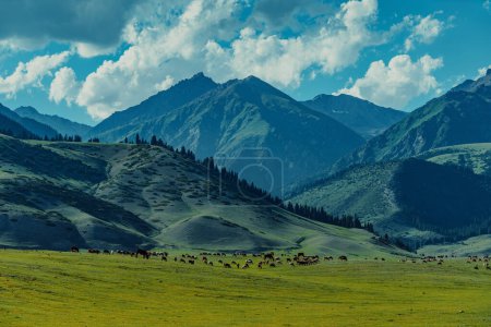 Téléchargez les photos : Paysage montagneux pittoresque avec pâturage sur une prairie verdoyante - en image libre de droit