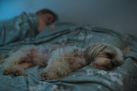 Foto de Shih Tzu perro durmiendo en la cama con su dueño - Imagen libre de derechos