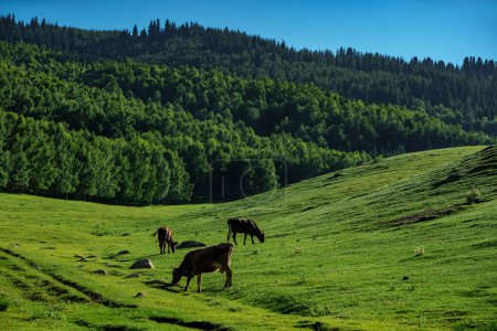 Téléchargez les photos : Paysage montagneux pittoresque avec des vaches pâturant sur une prairie verte - en image libre de droit