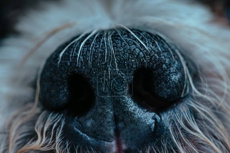 Shih tzu dog nose close-up view