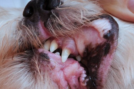 Téléchargez les photos : Problème de prendre soin des dents et de la bouche de votre chien - en image libre de droit