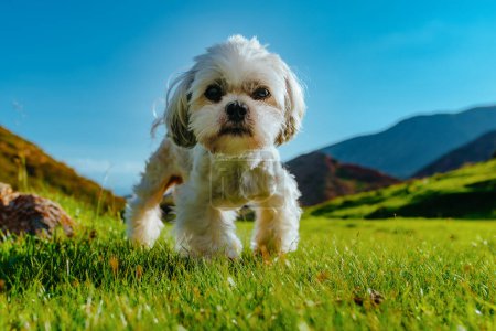 Foto de Shih Tzu perro caminando en el prado verde en las montañas, vista de cerca - Imagen libre de derechos