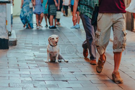 Téléchargez les photos : Un chien solitaire est assis sur le trottoir de la ville - en image libre de droit