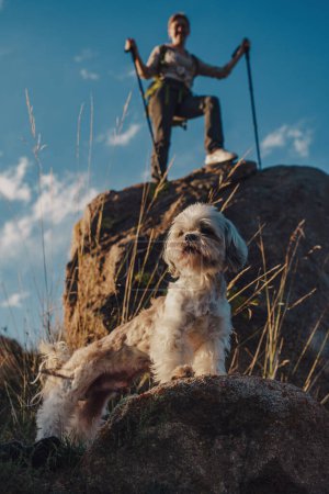 Photo for Shih-tzu dog stands on a rock in front of woman hiker in the mountains, focus on dog - Royalty Free Image