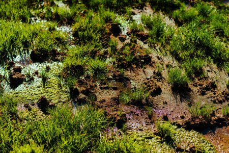 Téléchargez les photos : Zone marécageuse avec vue rapprochée sur l'herbe verte - en image libre de droit