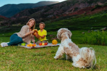 Photo for Cute shih tzu dog watches the family eat at picnic in the mountains, focus on dog - Royalty Free Image
