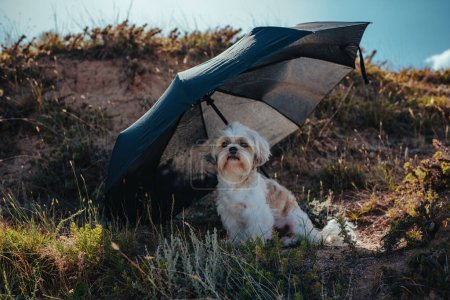 Foto de Shih-tzu perro sentado bajo paraguas en un caluroso día de verano - Imagen libre de derechos