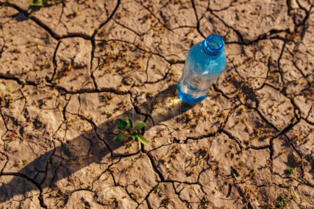 Photo for Green plant and plastic water bottle in desert, focus on bottle - Royalty Free Image