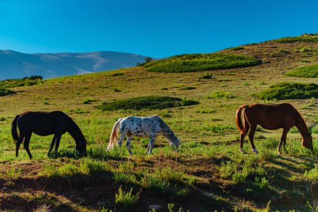 Téléchargez les photos : Trois chevaux broutant dans les montagnes en été - en image libre de droit