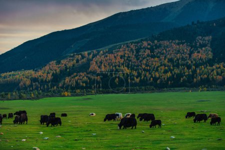 Téléchargez les photos : Troupeau de yaks sur prairie de montagne à l'automne - en image libre de droit