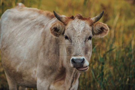Téléchargez les photos : Portrait de vache sur prairie en été - en image libre de droit