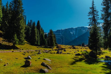 Foto de Pintoresco valle de montaña con abetos en verano - Imagen libre de derechos