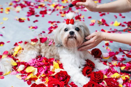 Foto de Shih tzu perro aseo con peine entre pétalos de rosa - Imagen libre de derechos