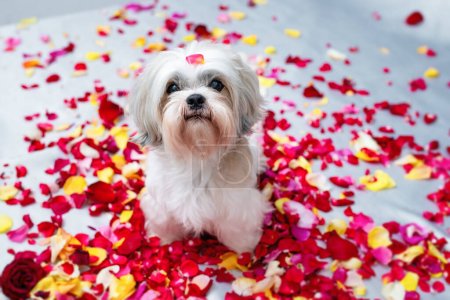 Photo for Shih tzu dog among rose petals on white bed - Royalty Free Image