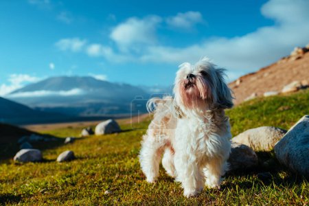 Foto de Retrato de perro Shih Tzu en las montañas - Imagen libre de derechos