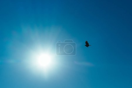 Téléchargez les photos : Oiseau de proie volant sur fond de ciel bleu avec soleil éclatant - en image libre de droit