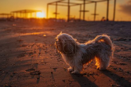 Foto de Perro Shih-tzu en la playa a la cálida luz del atardecer - Imagen libre de derechos